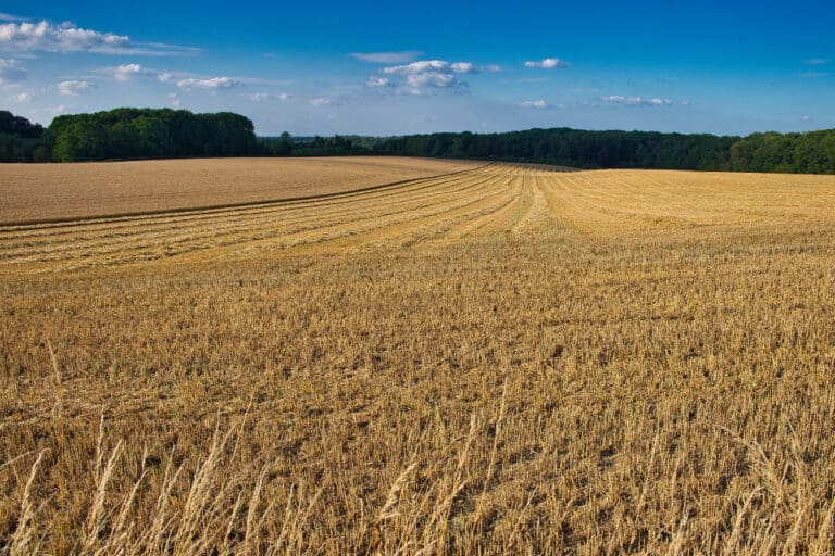 Ekologiczna hodowla zwierząt – jak spełniać wymogi certyfikacji?