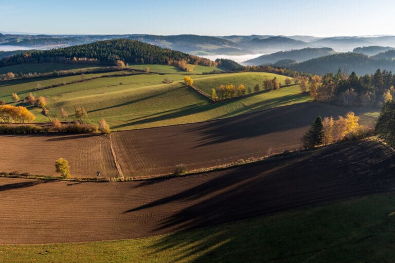 Jakie są najlepsze pasze dla bydła?